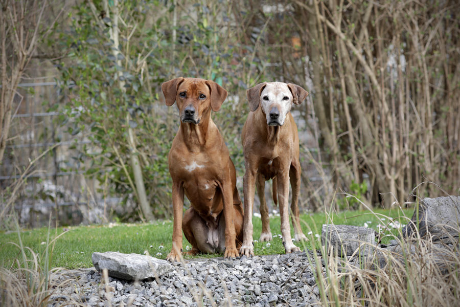 Djuma und ihre Mama Amatonga (14,5 Jahre)