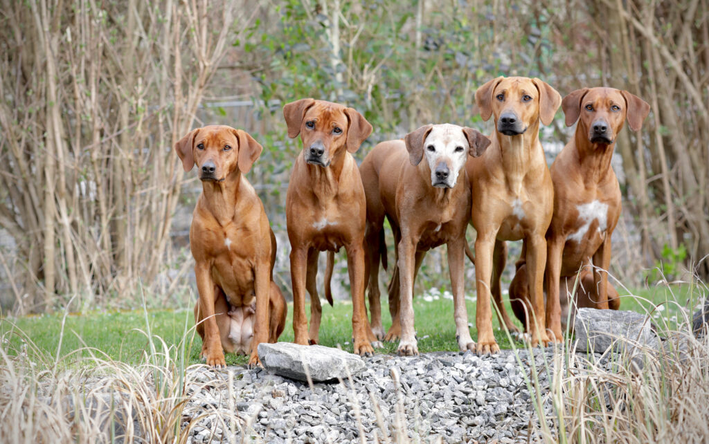 Generationenfoto: Azuka, Djuma, Amatonga, Chidima und Batoka